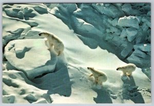 Mother Polar Bear & Cubs On Polar Ice Cap, Canada's Arctic, Chrome Postcard