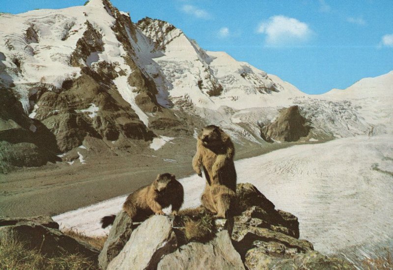 Marmot Murmeltiere Grossglockner Postcard & Special Frank