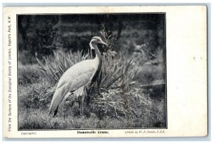 c1910's Demoiselle Crane Birds From Gardens Of Zoological Antique Postcard