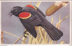 1900-1910's; Red-Winged Blackbird, National Wildlife Federation, Wildbird Pos...