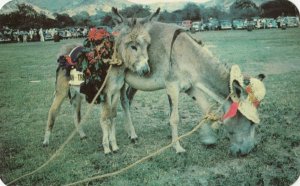 ST, CROIX, U.S. Virgin Islands, 1950-60s; Donkey Race donkeys