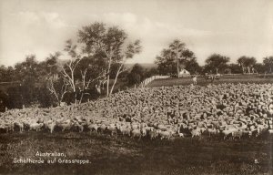 australia, Flock of Sheep on Grassy Prairie, Trinks-Bildkarte No. 791/5