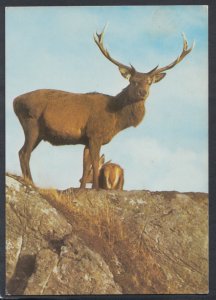 Animals Postcard - The Red Deer Stag, Scottish Highlands   RR4555