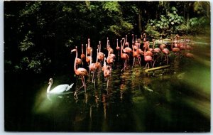 Postcard - White Swan leading a parade of Flamingos, Sarasota Jungle Gardens, FL