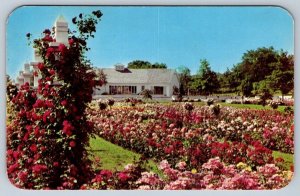 Jackson & Perkins Rose Garden, Newark New York, Vintage Chrome Postcard #2