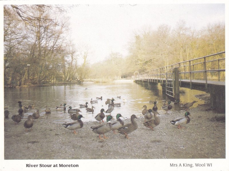 Birds at Dusk on River Stour Moreton Dorset Postcard
