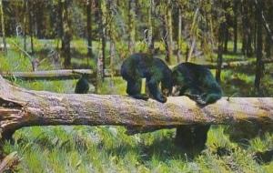 Black Bears Playing In Vermont