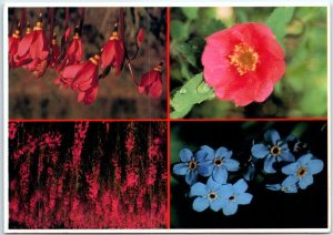 M-50438 Forget-Me-Not Fireweed Sitka Rose and Shooting Star Flowers