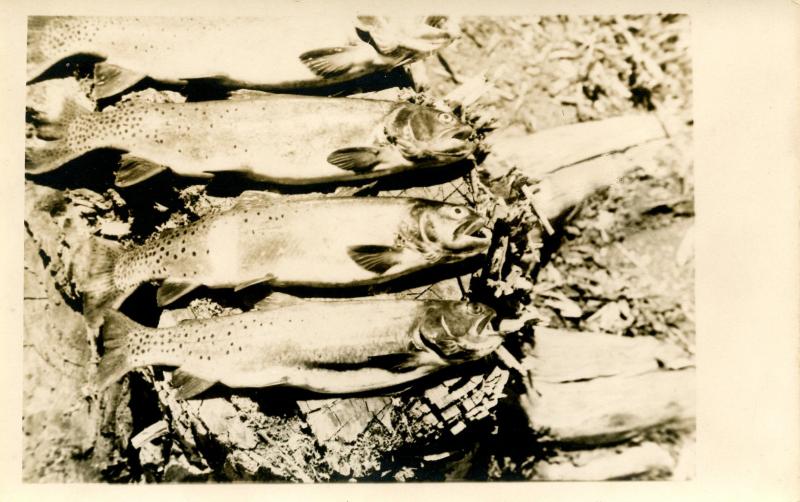 Fish - Nice Catch   *RPPC