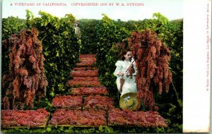 Vtg Postcard UDB - A Vineyard In California - W.R. Nutting - Unused