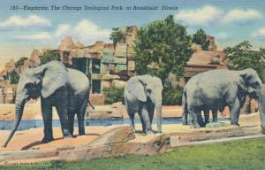 Elephants at Chicago Zoological Park - Zoo -Brookfield IL, Illinois - Linen