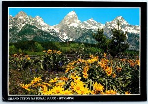 Snow-capped Teton peaks w/ flowers in summertime, Grand Teton National Park - WY