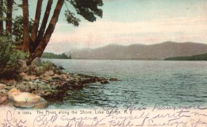 Vintage Postcard 1906 Pines Along Shore Lake George New York  Rotograph Co. Pub.
