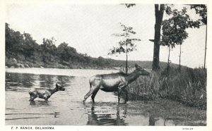 Vintage Postcard 1920's  Animals Across Lake F. P. Ranch Oklahoma OK