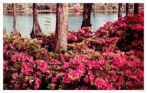 Postcard NATURE SCENE Wilmington North Carolina NC AT4356