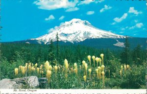 USA Mt. Hood Oregon Vintage Postcard BS.06