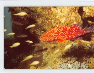 Postcard Coral Trout, Red Sea, Eilat, Israel