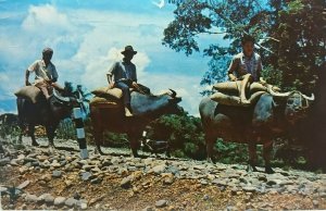 Vintage Postcard Buffalo Transport Kota Belud Sabah Posted 1965 Singapore