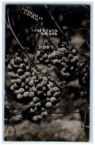 c1910's Lake Keuka Grapes New York NY RPPC Photo Unposted Antique Postcard