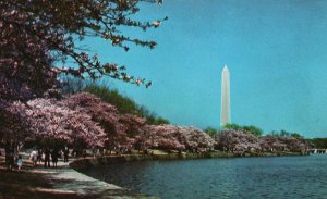 Postcard The World Famous Cherry Blossoms Lovely Frame Monument Washington DC