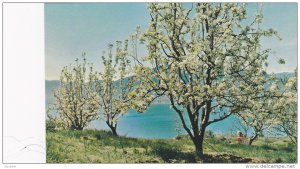 Okanagan Lake and Spring Blossoms near Penticton,  B.C.,  Canada,  40-60s