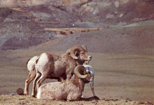 Big Horn Rams at Yellowstone National Park