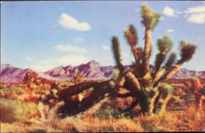 Joshua Tree on the Desert