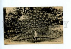 544335 FRANCE Bird Peacock Peafowl tail ZOO Vintage postcard