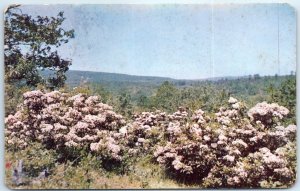 Postcard - Laurel Blossoms, Pocono Mountains, Pennsylvania, USA