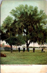 Florida Jacksonville Riverside Park Live Oak Trees