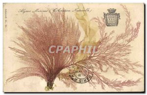 Old Postcard Fantasy Flowers dried Seaweed