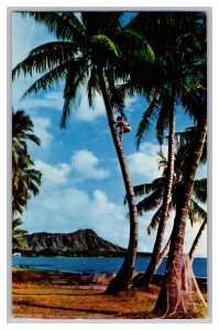 Tree Climber Cocoanuts Waikiki Diamond Head Hawaii c1960 Postcard