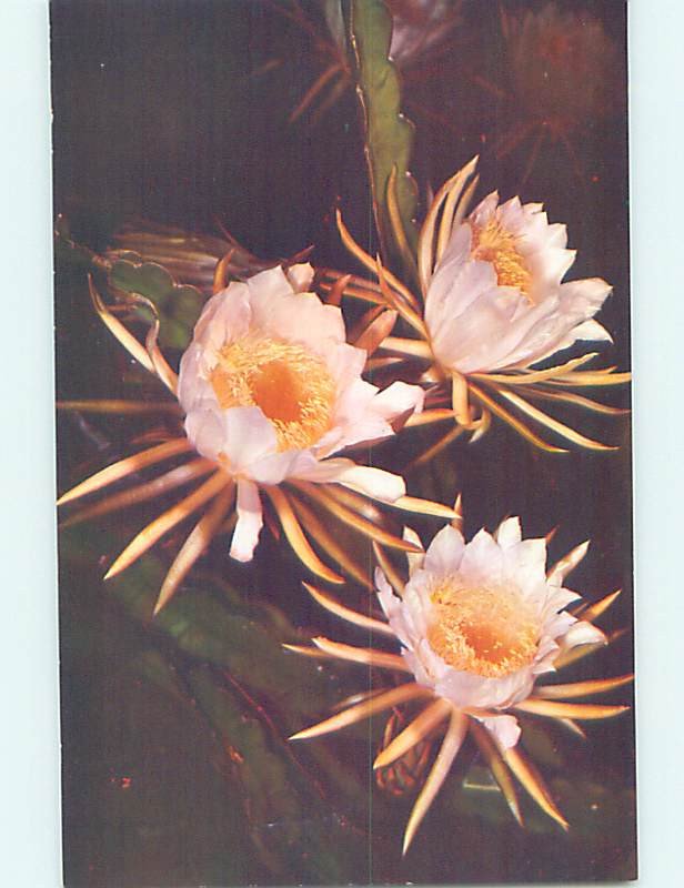 Pre-1980 NIGHT BLOOMING FLOWERS State Of Hawaii HI AD3757