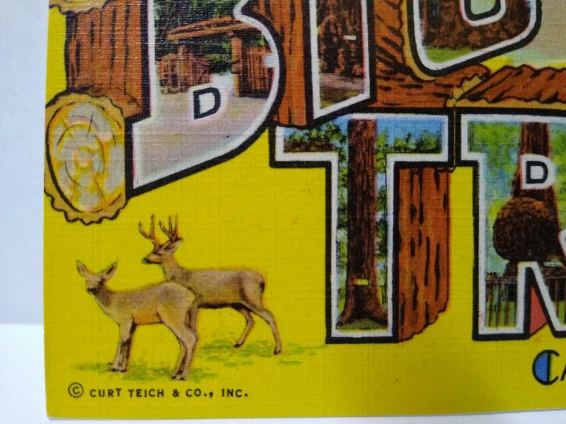 Greetings From Big Trees Santa Cruz California Large Letter Postcard Deer Logs  