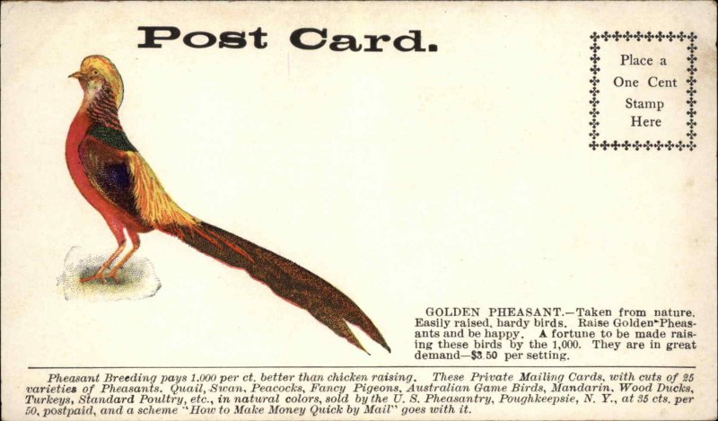 Poughkeepsie U.S. Pheasantry Golden Pheasant Ad Private Mailing Card PC