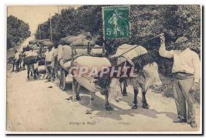 Hitches Oxen Oxen Yoke has Carts Animation Old Postcard