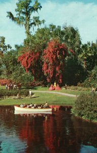 Vintage Postcard Sightseeing Boats Cruising Through Beautiful Florida's Cypress