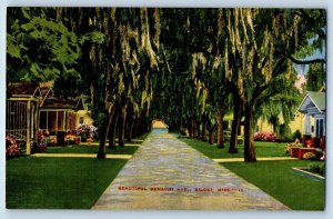1940 Biloxi Mississippi Postcard Beautiful Benachi Avenue Archway Moss Draped