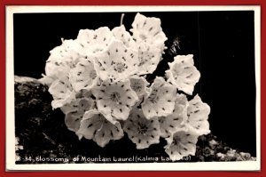 Blossoms Of Mountain Laurel RPPC - [MX-1147]