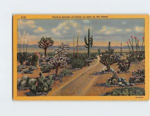 Postcard - Various Species of Cactus as seen on the Desert