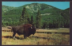 Bison Bull,Yellowstone Postcard