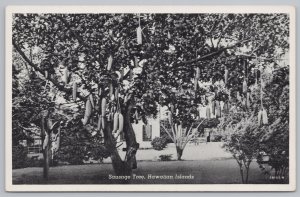 The Famous Sausage Tree In Grove @ Full Bloom~Hawaiian Islands~Vintage Postcard