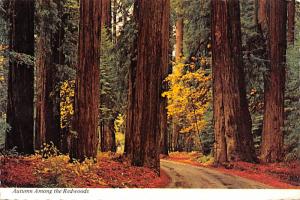 Redwoods - Redwood State Park, California