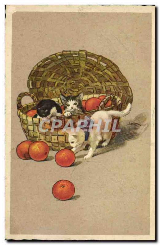 Old Postcard Cat Cats Kitten