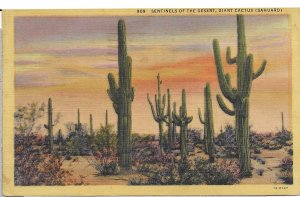 US  used. Sahuaro - Sentinels of the Desert. Stamp #804. Mailed 1945. Beautiful.