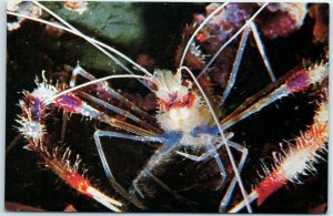 Postcard - Coral shrimp