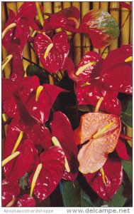 Hawaii Red Anthurium Blossoms