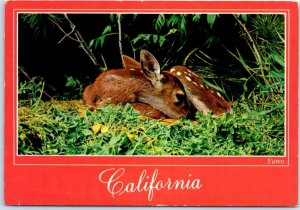 Postcard - Fawn - California