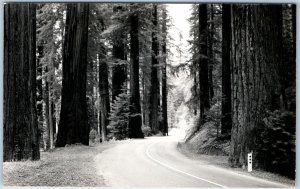 x2 LOT c1940s Unmarked Redwood Park Highway RPPC Trees Sequoia Real Photo A175