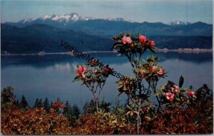 Rhododendrons and Hood Canal Olympic Mountians & Mt. Washington Postcard PC338